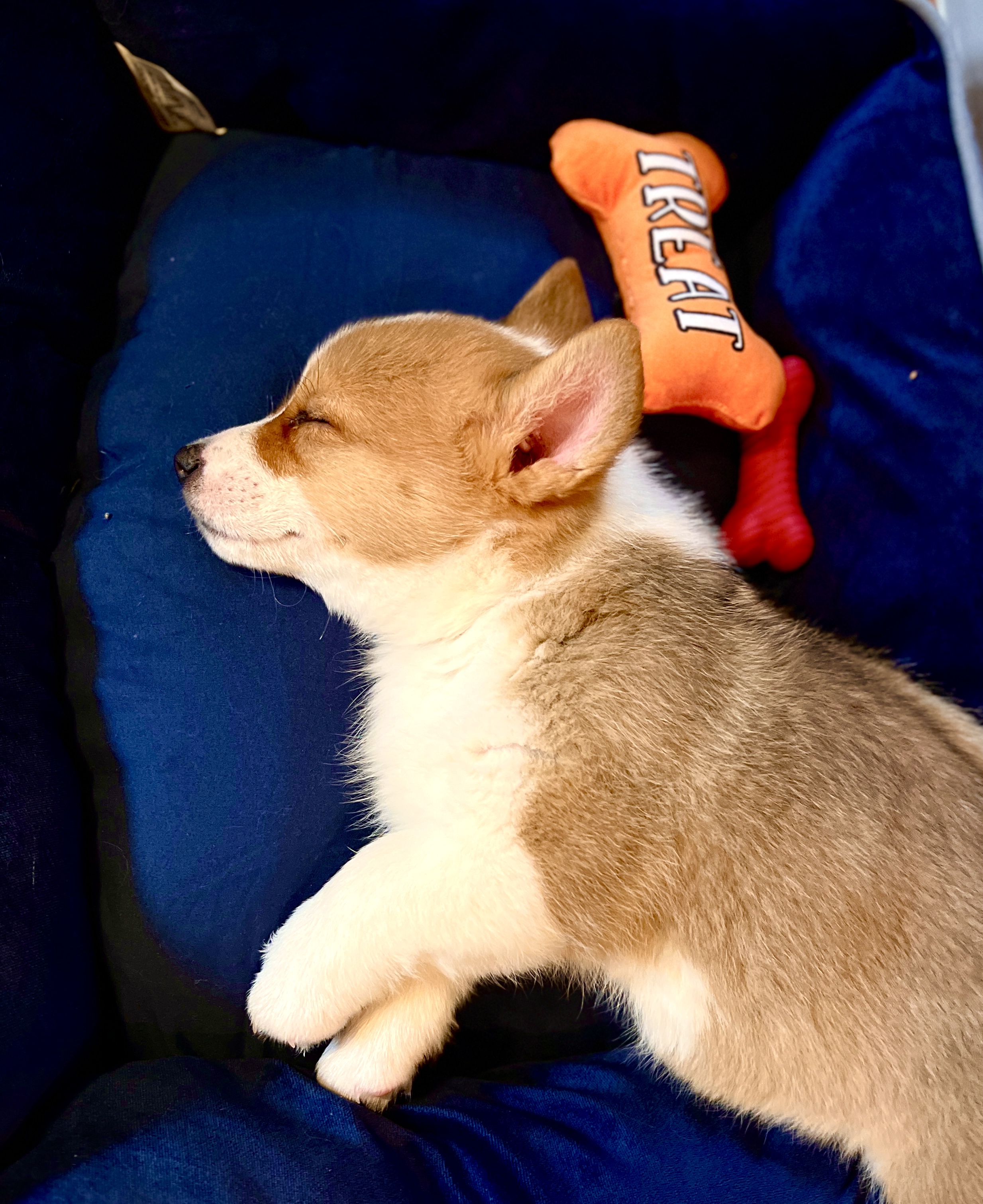 Puppy image 1